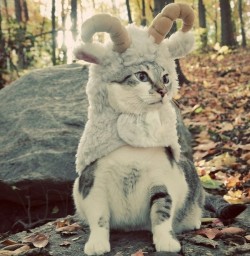 cute-overload:  Kitty be Goatin’http://cute-overload.tumblr.com