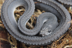 scales-and-fangs:  Dragon Snake (Xenodermus javanicus) 