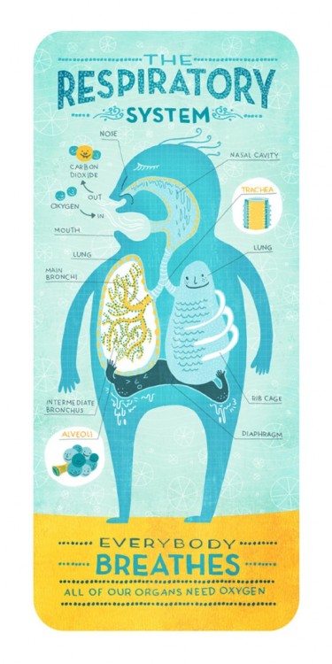 explore-blog:  Absolutely adorable, quirky anatomical posters by designer and illustrator Rachel Ignotofsky. Pair with these lovely vintage illustrations of the human body and a 2,000-year visual history of anatomical art. (↬ It’s Okay To Be Smart)
