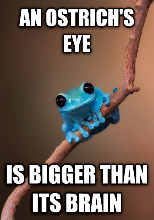 tastefullyoffensive:  Best of ‘Small Fact Frog’Previously: Best of ‘60-Year-Old Girl’ 