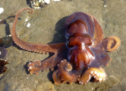 waterbody:  red octopus (Octopus rubescens).