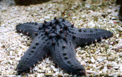 Astronomy-To-Zoology:  Horned Sea Star (Protoreaster Nodosus) Also Known As The Chocolate