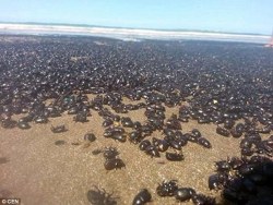 keanuwu:  yipee:  unexplained-events:  An unexplained plague of black beetles emerge at a beach in Argentina (Mar de Ajo). Locals reacted with horror when they saw the swarm of beetles taking over the resort. The pictures show the beach covered in miles