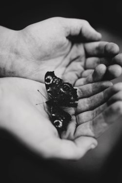 emily-darling-blog:  My butterfly died and I feel alone again. 