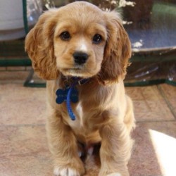 Cocker spaniel + Cavalier mix. Of I ever get a pup this is it.  #puppy #puppylove #cute #adorable #omg #snuggles #dog