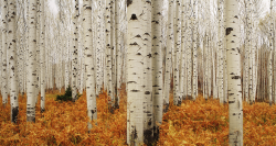 oecologia:  Aspen Forest - Colorado (by Chad