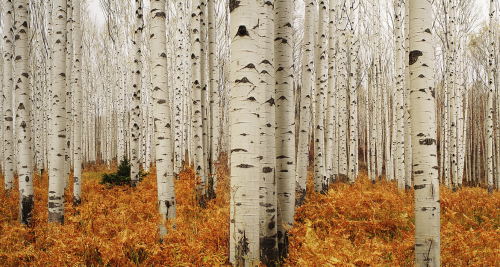oecologia:  Aspen Forest - Colorado (by Chad Galloway). 