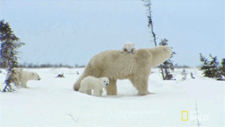 creatures-alive:Baby Bear Trio’s First Winter by NatGeoWild 