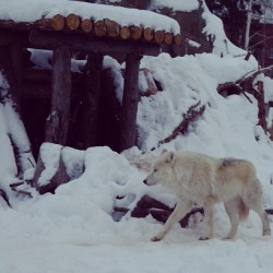 White #Wolf / #Izhevsk #Zoo #Animals  January