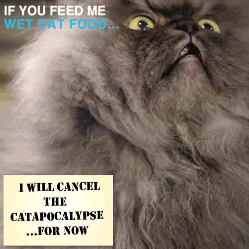 ifyoufeedme:  IF YOU FEED ME WET CAT FOOD…   Cats everywhere are promising big changes for a mere taste of wet cat food. What will your cat do? Create a caption using your cat’s photo at www.ifyoufeedme.com