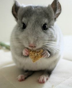 A chinchilla eating cereal.  Just 2 give