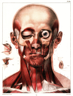 Brettkingery:   Selections From The “Atlas Of Human Anatomy And Surgery” By Jean-Marie