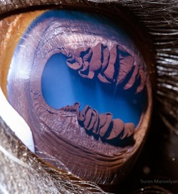 best-of-memes:  10 Animal Eyes: Extreme Close-Ups! http://firstmemes.net/animal-eyes-extreme-closeups