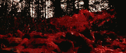 macabre-of-horror:  The Hills Run Red (2009)