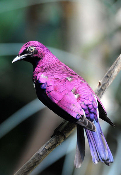 Porn astronomy-to-zoology:  Violet Backed Starling photos