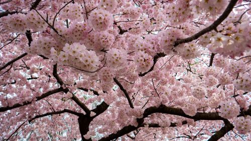 blondebrainpower:  The National Cherry Blossom Festival in Washington DC commemorates the gift of cherry trees from Mayor Yukio Ozaki of Tokyo in 1912. The trees were donated to celebrate and enhance the growing relationship between the USA and Japan,