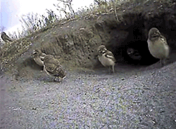 becausebirds:  “sir, please don’t film my family” 