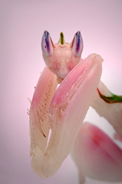 kevwaldo:  Orchid Mantis (Hymenopus coronatus) This species is characterized by brilliant coloring and a structure finely adapted for camouflage, mimicking parts of the orchid flower. The four walking legs resemble flower petals, the toothed front pair