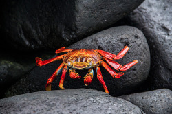 trynottodrown:  Sally Lightfoot Crab-Grapsus grapsus is a typically shaped crab, with five pairs of legs, the front two bearing small, blocky, symmetrical chelae. The other legs are broad and flat, with only the tips touching the substrate. The crab’s