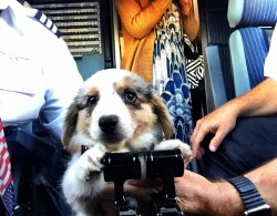 thatsthat24:  twosillycorgis:  I DON’T KNOW WHAT I’M DOING!!!  I would trust him. 