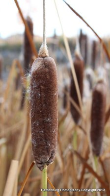 survivalfooddeals:  You won’t starve in the wilderness if you can find cattails. Every part of the plant is edible. But don’t mistake a toxic look-alike, the poison iris, for the edible plant. Here is how to tell the difference. http://www.survivalcommons