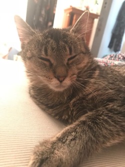agenderskeletons:  i miss my kitty so much this isn’t fair