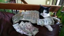 mysticwiki:  This is the money cat, reblog in the next 24 hours and money will come your way!