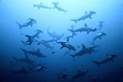 nubbsgalore:  hammer time. schools of scalloped hammerhead sharks photographed in the galapagos by (click pic) alexander safanov, montgomery gilchrist, eric h cheng, norbert wu, franco banfi, todd aki, chris newbert and larry gatz.   scalloped hammerhead