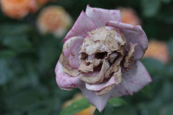 Grubangel:  Burnt-Roses-Fallen:  The Death Rose (Rosa Calvaria) Is A Rare And Mysterious