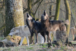 wolfscience:  Tala, Aragorn and Kaspar howlingPhoto: Joachim Henckmann
