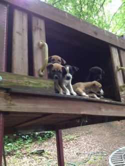 luckied:  theanimaleffect:  Who would leave 7 starving puppies in a jungle gym, boarded up so they can’t get out? They had no water or food and their mother was so skinny also without food and water. I fed and watered them, they were so sweet and loving.