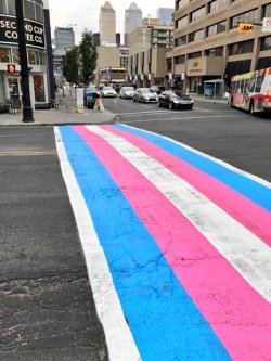 bi-trans-alliance:Trans pride crosswalk in Calgary, Canada 💜