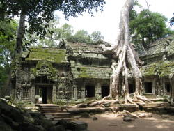 wild-wide-world-web-erochic:  Angkor est une région du Cambodge qui fut une des capitales de l’Empire khmer, existant approximativement du IXe au XVe siècle. Ses ruines sont situées dans les forêts au nord du Tonlé Sap, en bordure de la ville de
