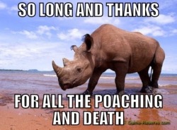 i-love-nubrill-fancy:  naughtyjohnharrisonconfessions:  kimnevermore:  Western Black Rhino officially declared extinct. Good job everyone. Round of applause because the ivory was soooooo worth it.  Obviously not Khan related but, being an animal advocate,
