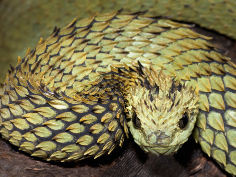 xgespentsx:  Atheris hispida is a venomous viper species endemic to Central Africa.