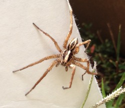 adorablespiders:  Large male wolf spider I came across at a yard sale today