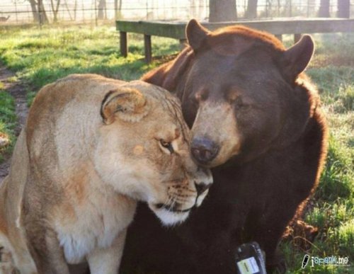 feelsbyzico:  herefortheholidays:  A lion, tiger and bear recovered in a drug bust in 2001 have been living together ever since at an animal rescue center near Atlanta. Leo, Shere Khan and Baloo are like brothers; caretakers say separating them would