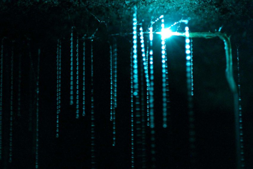 Porn photo conflictingheart:  the waitomo caves of new