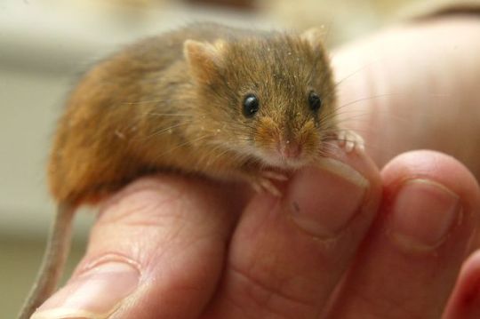 this is a harvest mouse appreciation post porn pictures