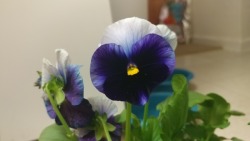 Some beautiful pansies I found at Home Depot. I’m praying they pull through the shock. I can’t resist pretty flowers :) I found more pansies but I need to find a wooden crate to paint before planting them in that.