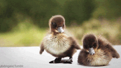 bands-and-despair:  posiprinces:  toboldlysplitinfinitive:   Some ducks because you are sad  thank you they are adorable you’re fab uwu  HE SHOOK HIMSELF SO HARD HE ALMOST FELL OVER    I needed this
