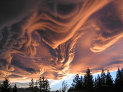 sixpenceee:Asperatus Clouds are so rare that