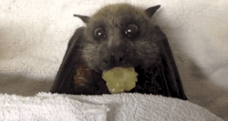 thepontiacbandit:  gifsboom:  Video: Bat Stuffs Her Face with Grapes  Oh my gosh!
