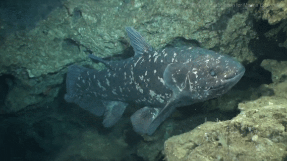 seatrench:Coelacanth sp.(source)