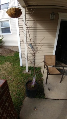So i bought my mother in law a yoshino cherry blossom tree,which i believe is the same kind as the ones in D.C.   I wanted to get her something special as a thank you for watching my dogs.