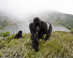 pazma:  http://photography.nationalgeographic.com/staticfiles/NGS/Shared/StaticFiles/Photography/Images/POD/s/silverback-gorillas-072309-xl.jpg