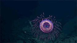 undefined-paradox: itscolossal:  A Burst of Deep Sea Fireworks: A Rare Jellyfish Filmed by the E/V Nautilus  🤯🤯🤯🤯 