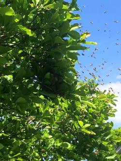 citadelbloodbeard:  While we’re on the subject of honeybees, I was recently visited by a swarm! I came home Tuesday to find a huge cloud of bees all around a magnolia tree by the garage. In less than an hour, they coalesced into a tight ball of bees