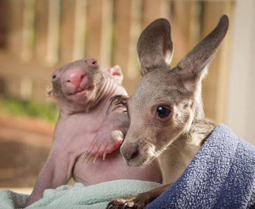 Porn catsbeaversandducks:  Kangaroo and Wombat photos