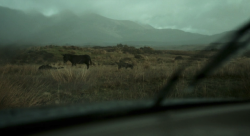 cinemawithoutpeople: Cinema without people: The Lobster (second pass) (2015, Yorgos Lanthimos, dir.)